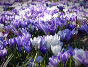 海情花卉——大庆市花卉市场之璀璨明珠大庆花卉市场电话