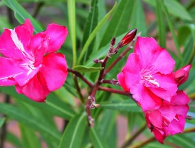 东欧特色花卉的绚烂之旅——西安月登阁花卉的多元展现