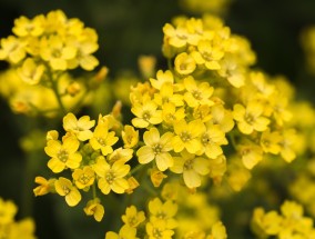 松下花卉与无锡二十四节气花卉图松下兰花图片